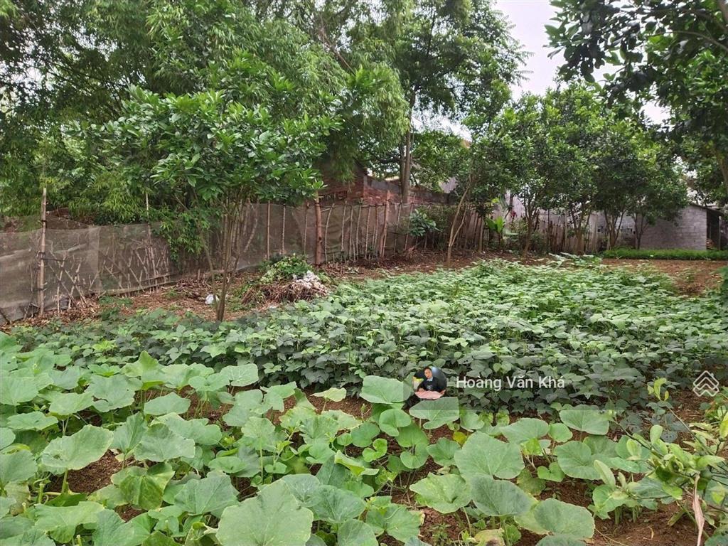 Bán đất 726m2 view cánh đồng tại bạch thạch, phú cát, hà nội giá 6 tỷ, đất đẹp đầu tư hoà lạc