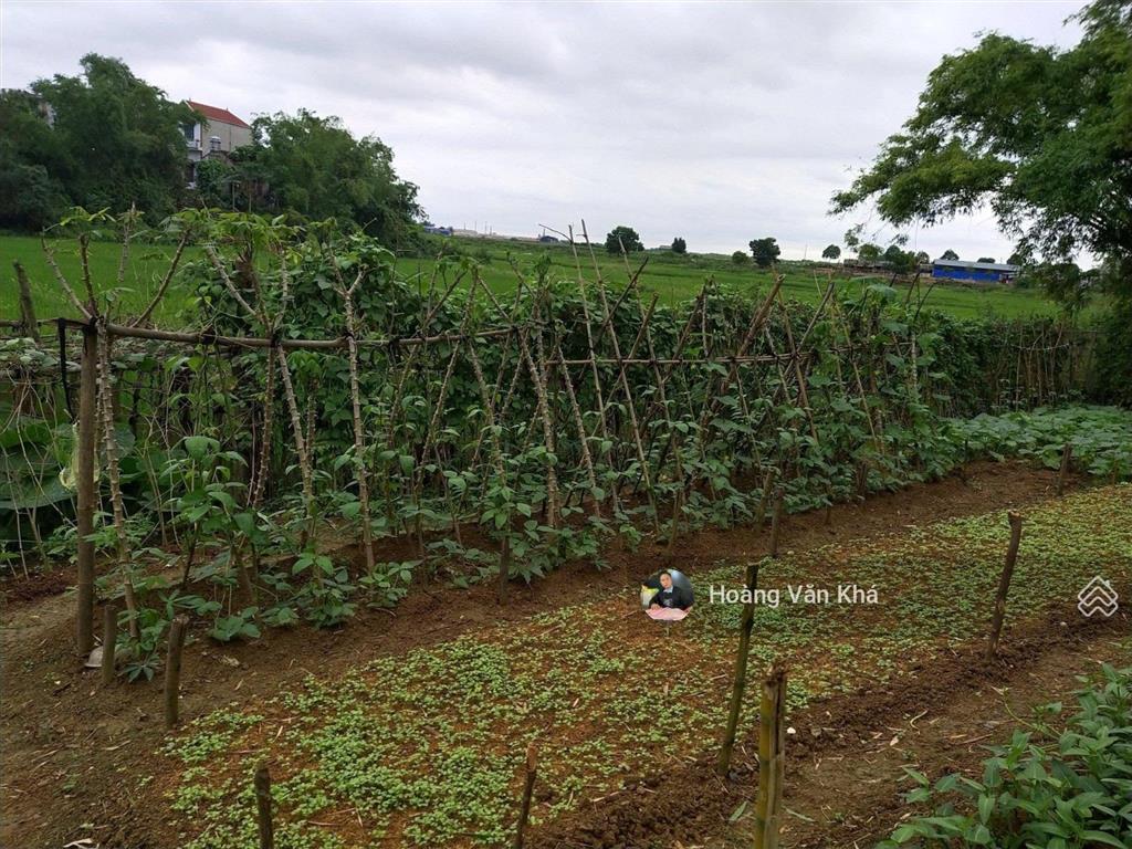 Bán đất 726m2 view cánh đồng tại bạch thạch, phú cát, hà nội giá 6 tỷ, đất đẹp đầu tư hoà lạc