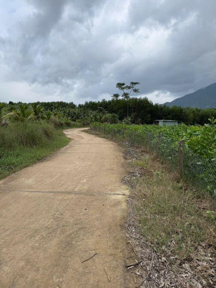 Cần bán lô đất cây lâu năm 1.227,8m2 xuân đồng, diên khánh, khánh hòa