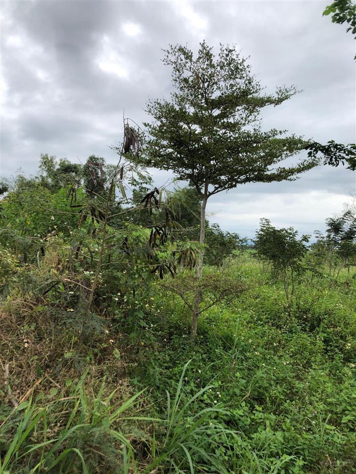 Lô đất hiếm khu dân cư phú mỹ vạn phát hưng liền kề phú mỹ hưng quận 7