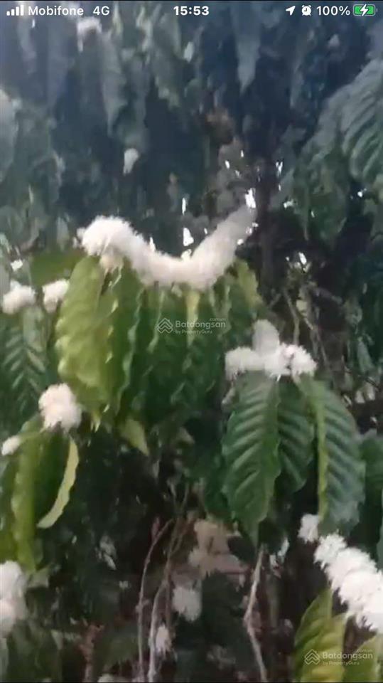 Chủ rẫy cần tài chính nên rất tiếc phải bán rẫy này.
tà đùng 9,3ha trong sổ 15ha ngoài sổ, giá 22tỷ