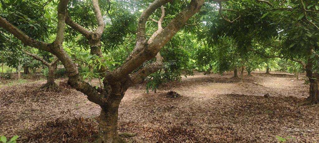 Đất 03! bán 1800m2 đất 03 gần chợ đầu mối đông tảo ngay vành đai 4, đường thông 2 ô tô, 0961 532 ***