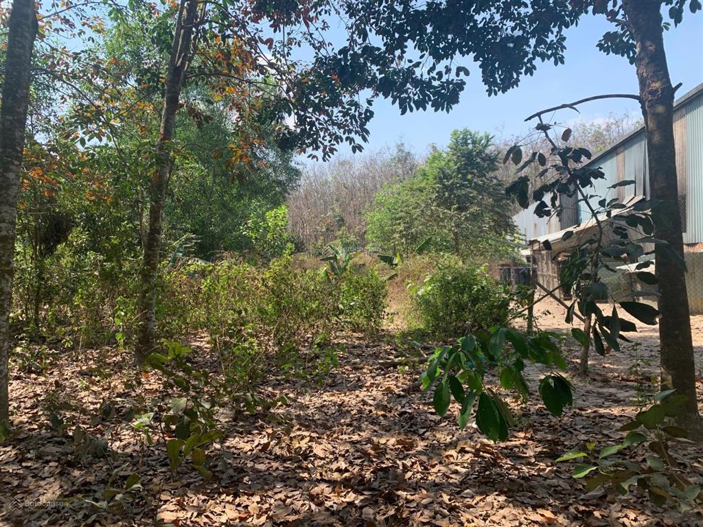 Bán đất 1 xẹt đường 746b, tân lập, bắc tân uyên, 1005m2 (300tc) chỉ 4,3 tỷ, thích hợp làm kho xưởng