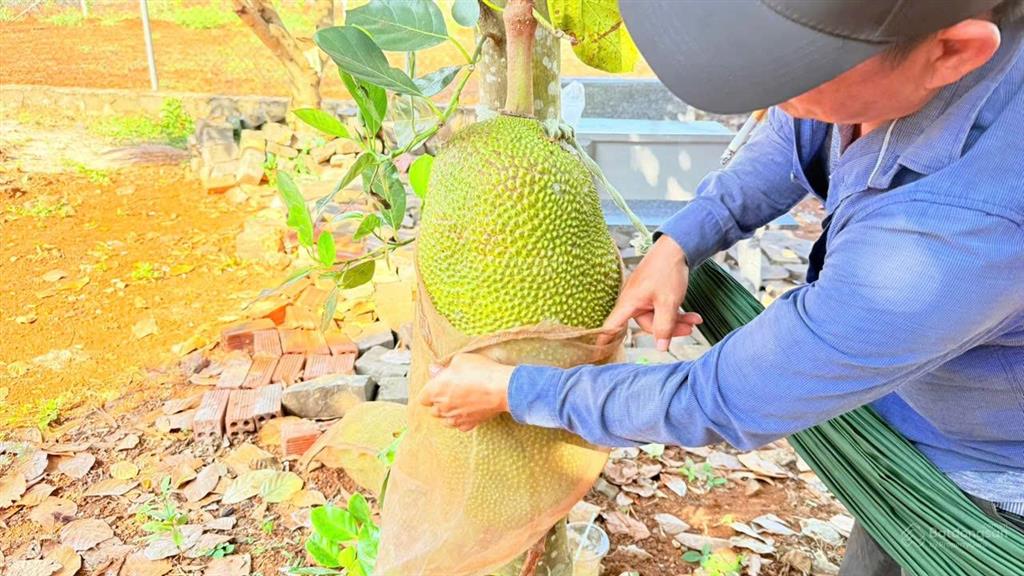Chủ gửi bán lô đất 582m mặt tiền đường nhựa  phan đình phùng  thị trấn đất đỏ  brvt