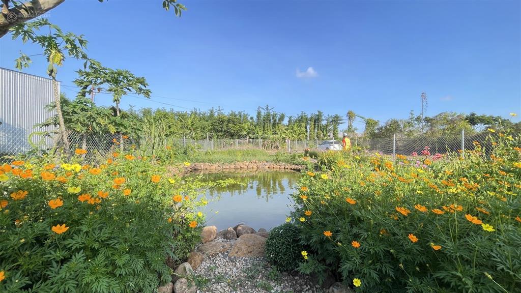 Chủ gửi bán lô đất 1000m2 có sẵn căn nhà gỗ ba gian bằng lim vườn cây ao cá long tân  đất đỏ