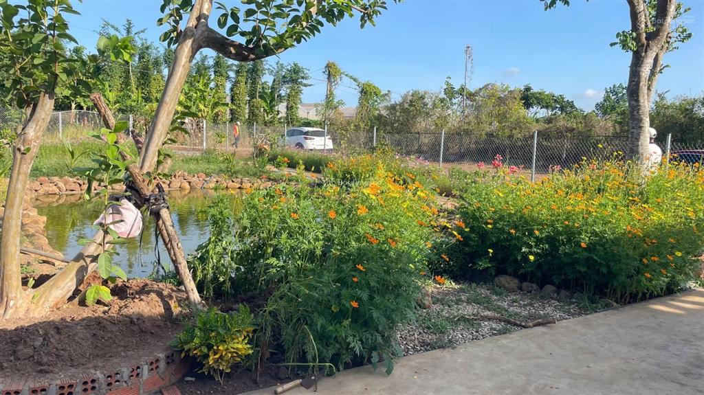 Chủ gửi bán lô đất 1000m2 có sẵn căn nhà gỗ ba gian bằng lim vườn cây ao cá long tân  đất đỏ