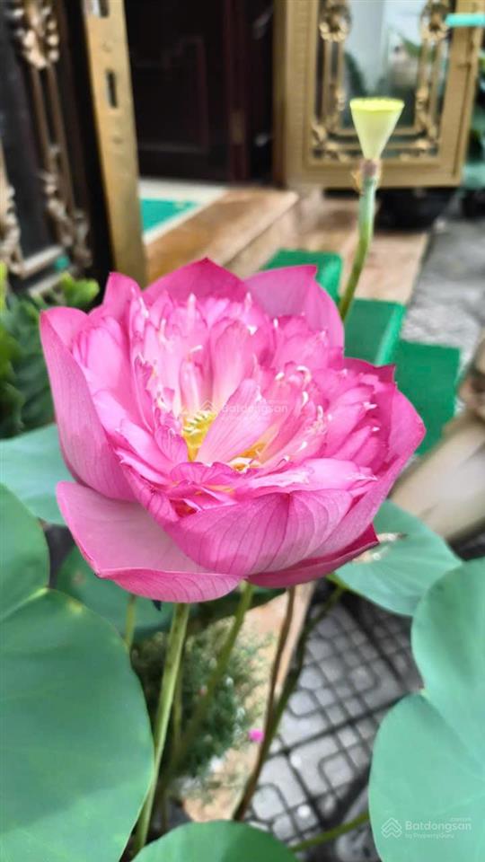 Văn quán hà đông 75m kinh doanh giá chỉ hơn 18 tỷ.  0844 666 ***