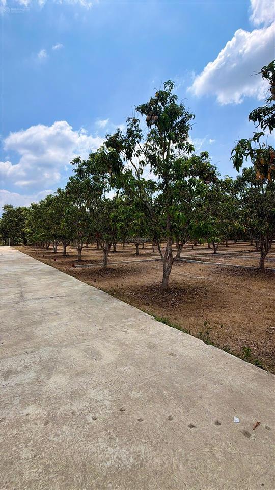 Mở bán đất diên thọ  diên khánh khánh hoà đối diện kcn diên thọ vcn giá rẻ
