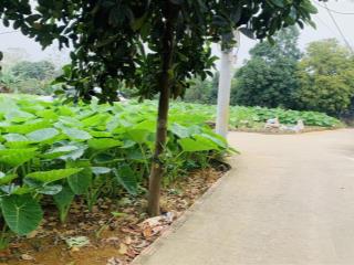 Bán đất nền dự án thôn hoà trúc, 21 triệu/m2, 124.5 m2, giá siêu hời