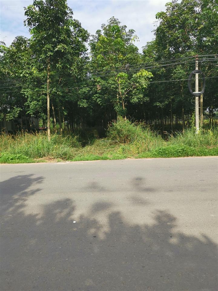 Bán gấp đất tại đường dh507, xã vĩnh hòa, huyện phú giáo, bình dương, 25 tỷ, 17132 m2