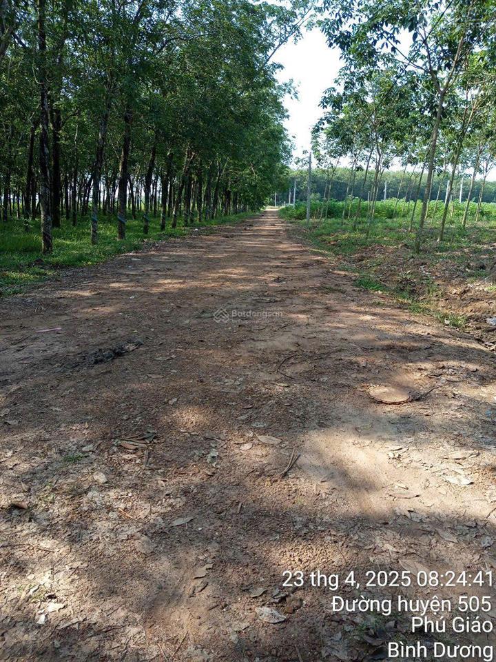 Bán đất tại dh507, vĩnh hòa, phú giáo, 27 tỷ, 32186 m2 view đẹp uy tín