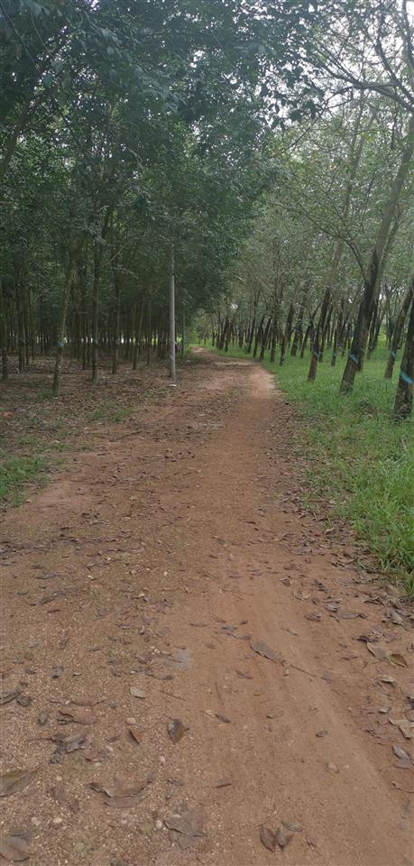 Bán đất tại dh507, vĩnh hòa, phú giáo, 27 tỷ, 32186 m2 view đẹp uy tín