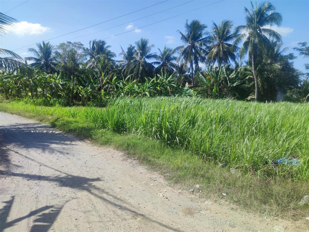 Đất thổ cư ngay sát lộ nhựa lớn. cách tỉnh lộ 879 chỉ 300m, ô tô vào tận nơi.