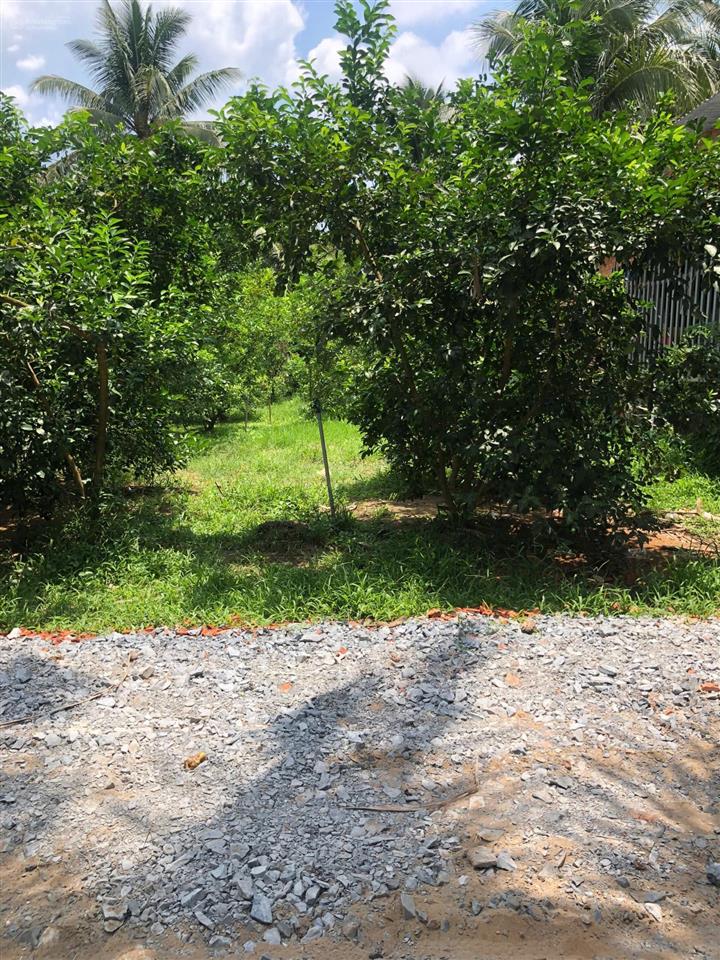 Bán đất long hưng, châu thành, tiền giang. 4,55m x 27,10m = 124m, đuòng ôtô, h.đn, sổ hồng, 340 tr