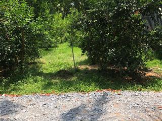Bán đất long hưng, châu thành, tiền giang. 4,55m x 27,10m = 124m, đuòng ôtô, h.đn, sổ hồng, 340 tr