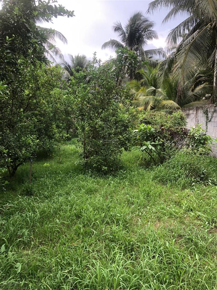 Bán đất long hưng, tiền giang, đồng tháp. 9,10m x 27m = 248m, đường ôtô, sổ hồng, 720 triệu