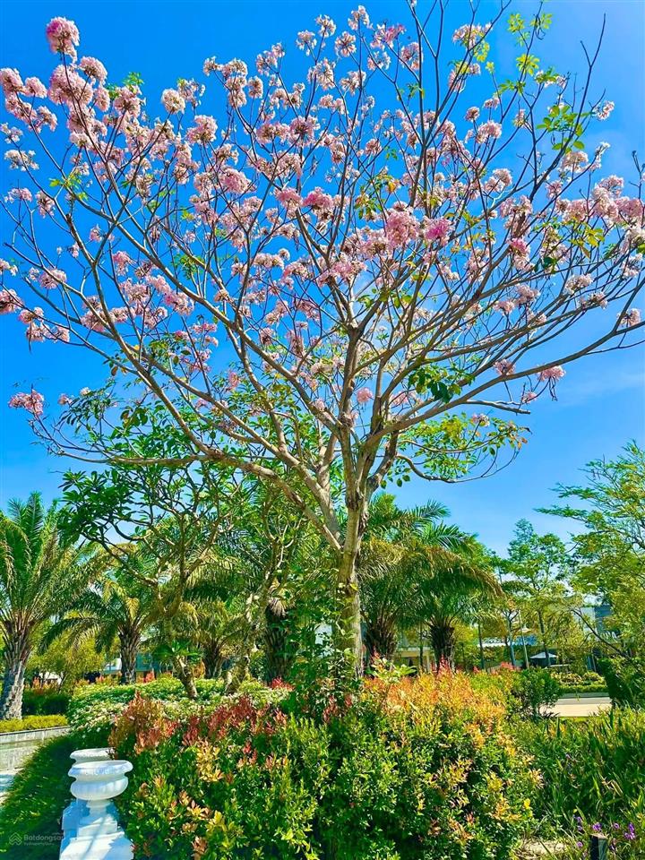 Chỉ 1 căn song lập zone 4 hiếm có giá 10.2 tỷ