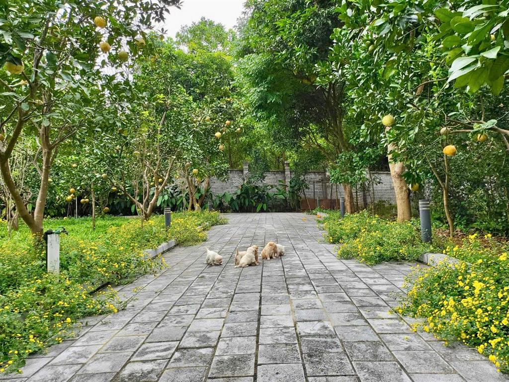 Bán villa nghỉ dưỡng tại đường nam viên, thạch thất, hà nội.