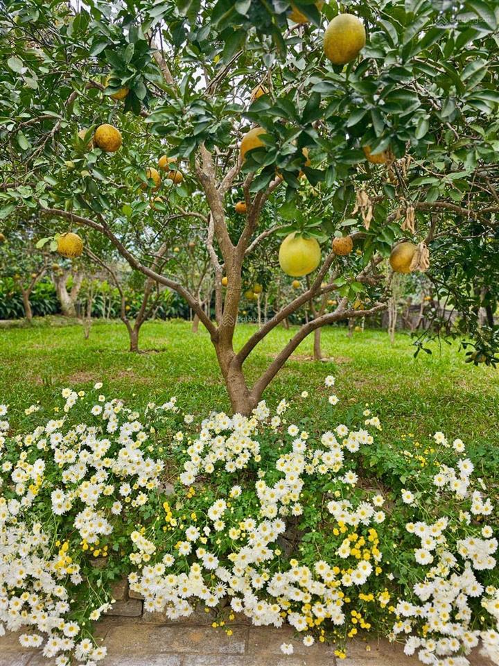 Bán villa nghỉ dưỡng tại đường nam viên, thạch thất, hà nội.