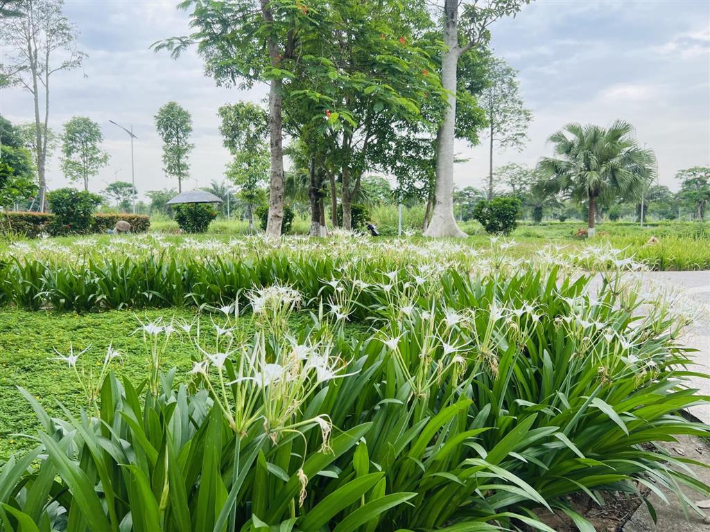 Bảng hàng mới từ chủ đầu tư cực hấp dẫn