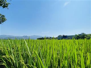 Chỉ 3xx triệu sở hữu ngay lô đất lúa cam hoà xã cam lâm cho người thu nhập thấp