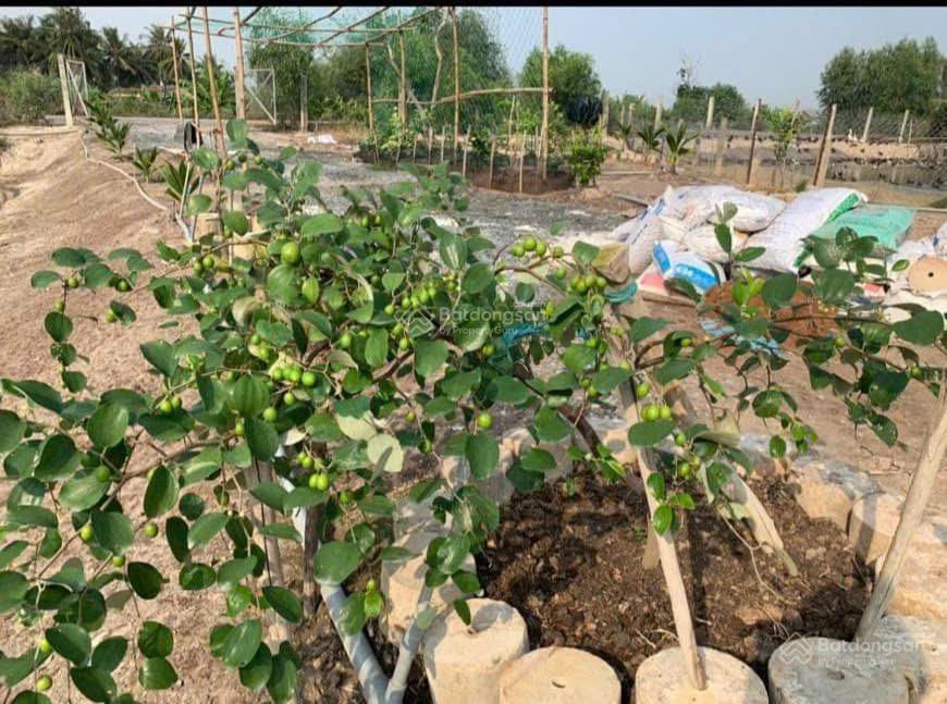 Bán lô đất thổ làm bãi cát mặt tiền đê bao giá 6,5 tỷ
