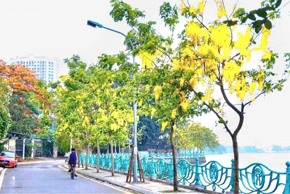 Bán nhà mặt phố từ hoa 123m2, 9 tầng giá 115 tỷ. tây hồ