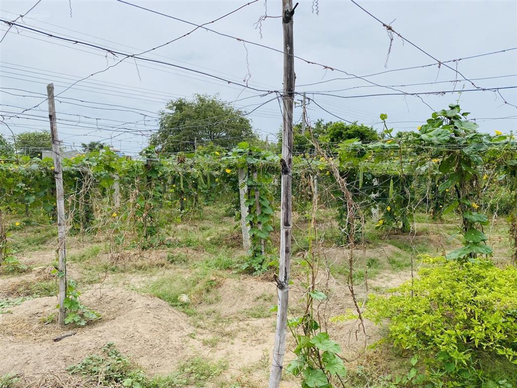 Chính chủ cần bán đất thổ cư 143m2 tại thôn 2, xã nhị hà, thuận nam, ninh thuận, chỉ 3.2tr/m2
