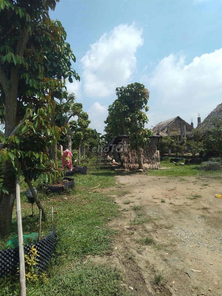 cho thuê trại gà