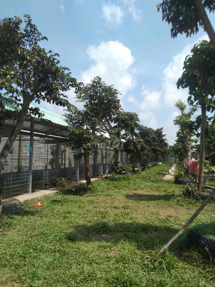 cho thuê trại gà