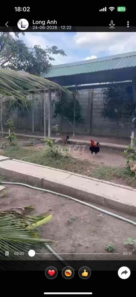 cho thuê trang trại gà đá , có sẵn trang thiết bị vào là vận hành