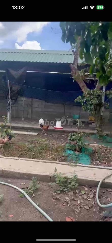 cho thuê trang trại gà đá , có sẵn trang thiết bị vào là vận hành