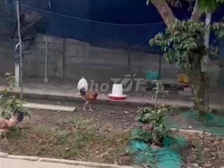 cho thuê trang trại gà đá , có sẵn trang thiết bị vào là vận hành