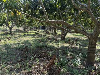 Bán vườn xoài đẹp 11324m2 mặt tiền đường số 7, giá đầu tư