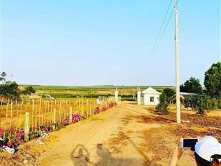 Tôi có miếng đất 1,8sào cln cần bán, cách biển bàu trắng chỉ 1,8km, giá chỉ 243 triệu, oto tới đất