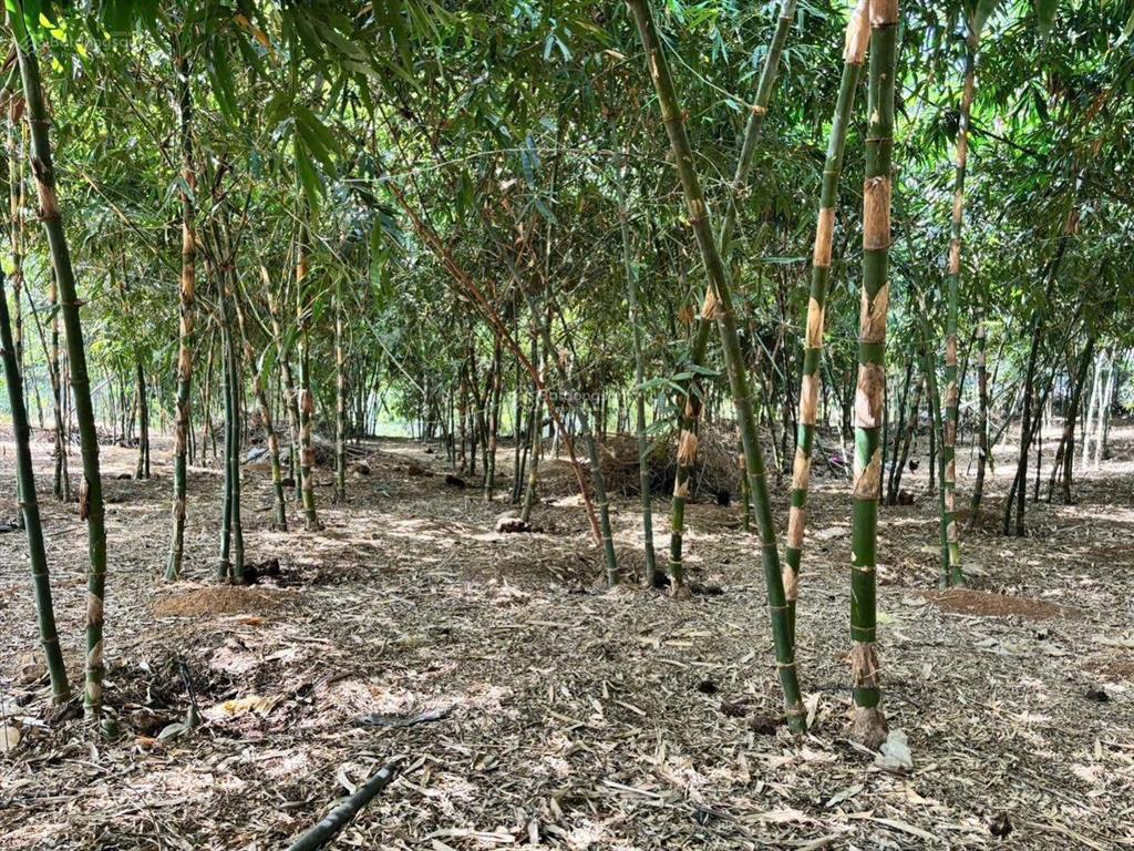 Đất bàu cạn, long thành 12.540m2, * thanh lý 10tỷ5, ngân hàng định giá 13tỷ5