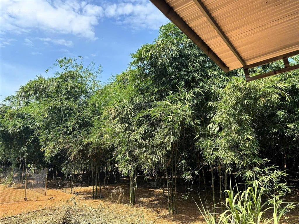 Đất bàu cạn, long thành 12.540m2, * thanh lý 10tỷ5, ngân hàng định giá 13tỷ5