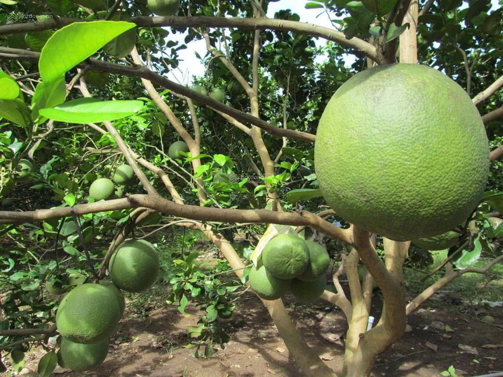 Đất vườn bưởi có thổ cư ngay bàu bàng bình dương