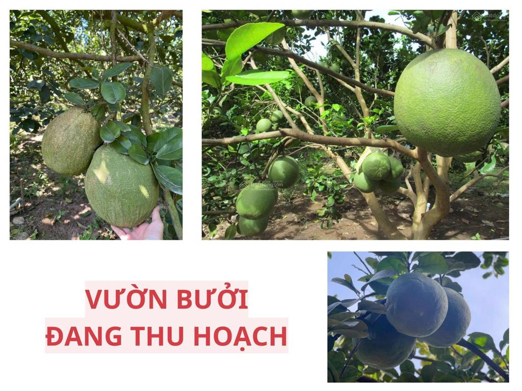 Đất vườn bưởi bình dương 251.1m2 có thổ cư, giá 950tr