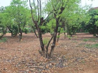 Cần thanh khoản 6000m2, mt 50, đg 15m, sđ fuff tc, giá đàm phán, mặt hồ đại lải, phúc yên, vp