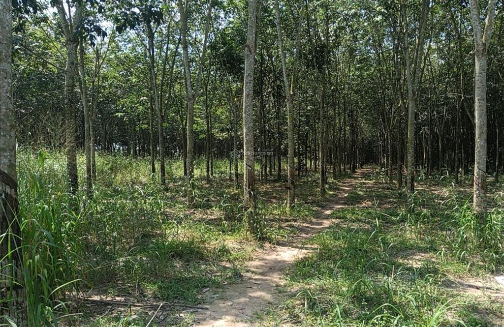 Bán đất tại lò rèn, long hòa, 22 tỷ, 4835 m2, mặt tiền 35m, ngõ rộng 8m
