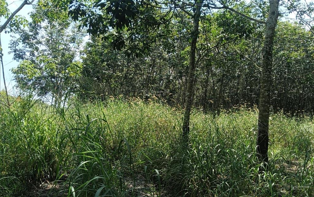 Bán đất tại lò rèn, long hòa, 22 tỷ, 4835 m2, mặt tiền 35m, ngõ rộng 8m