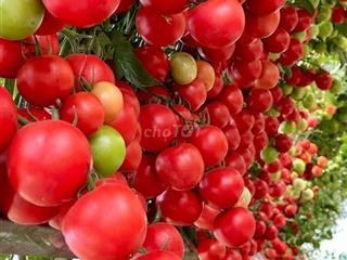cần cho thuê phòng trọ xóm vắng, dĩ An 