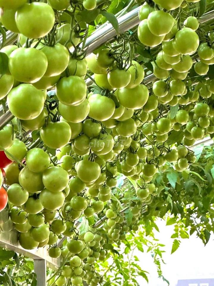 cần cho thuê phòng trọ xóm vắng, dĩ An 