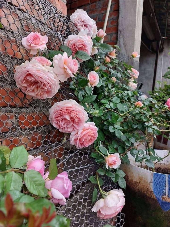 cần cho thuê phòng trọ xóm vắng, dĩ An 