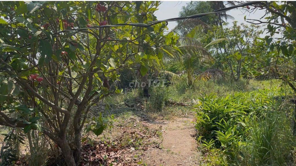 Bán rẻ lô đất vườn, sẵn nhà và nông trại 3 ha, Hồng Thái giá 3,6 tỉ.
