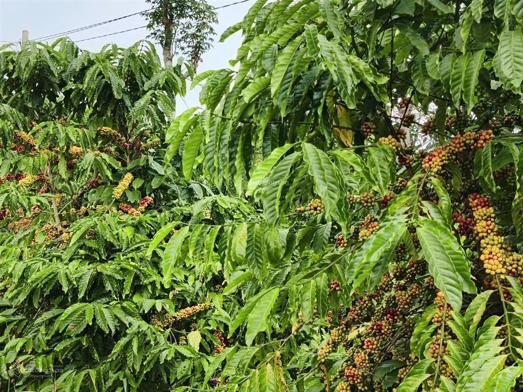 Chinh chủ cần bán hơn 2069m2 đất sẵn cà phê, phù hợp đâu tư thu lợi nhuận mùa vụ