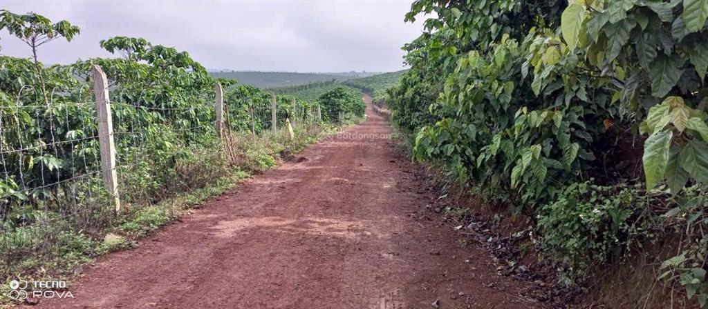 Chinh chủ cần bán hơn 2069m2 đất sẵn cà phê, phù hợp đâu tư thu lợi nhuận mùa vụ