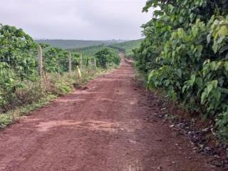 Chinh chủ cần bán hơn 2069m2 đất sẵn cà phê, phù hợp đâu tư thu lợi nhuận mùa vụ
