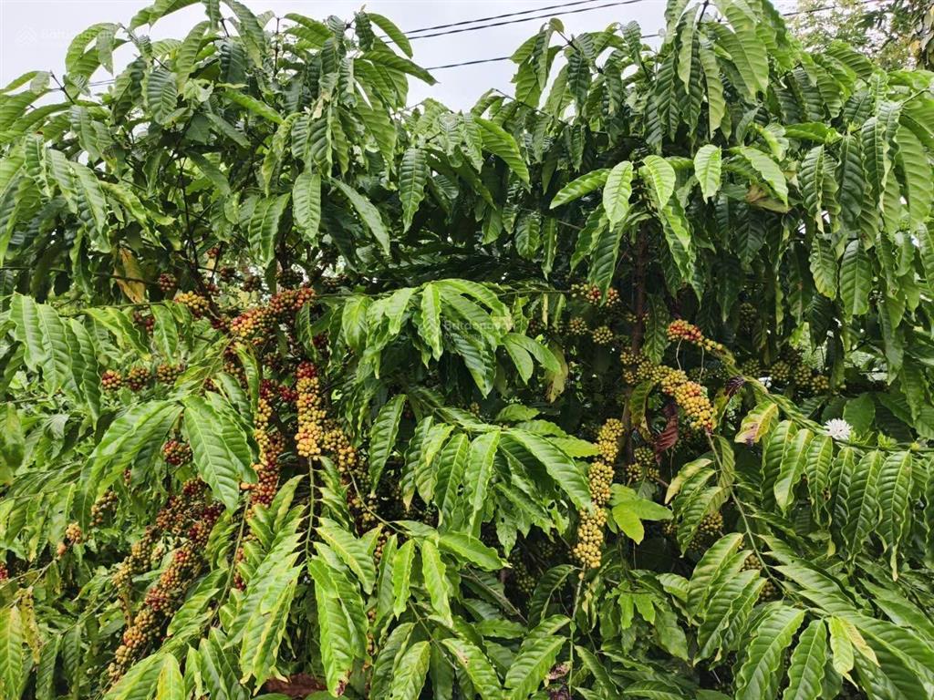 Chinh chủ cần bán hơn 2069m2 đất sẵn cà phê, phù hợp đâu tư thu lợi nhuận mùa vụ